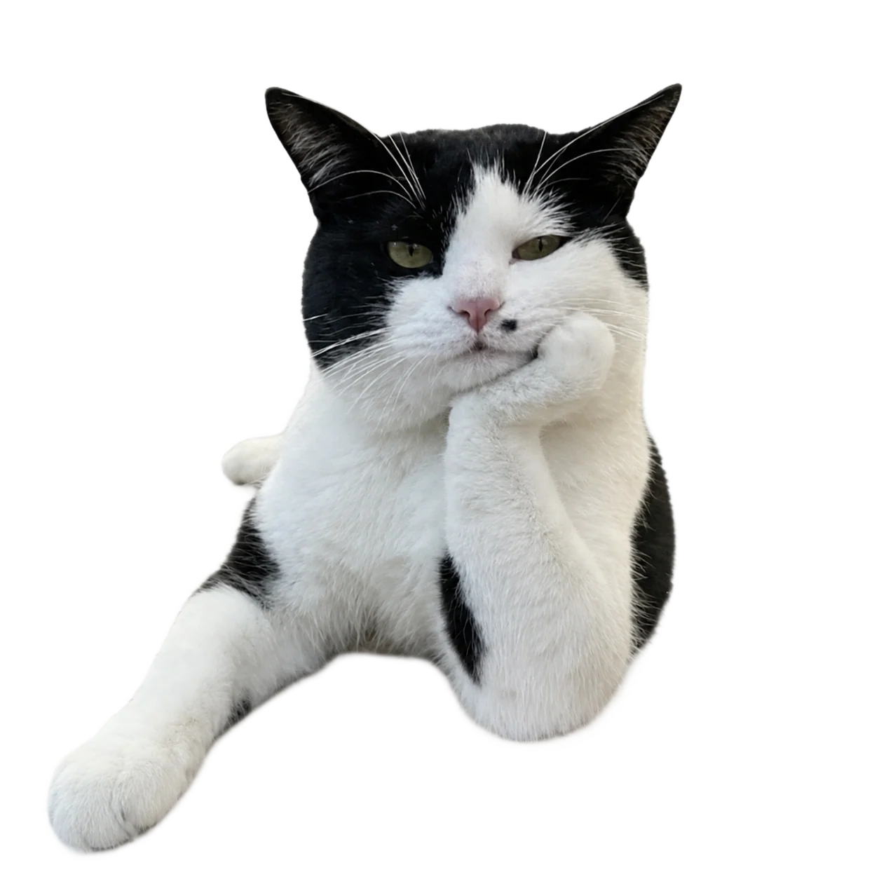 Meh Cat with a paw under his chin